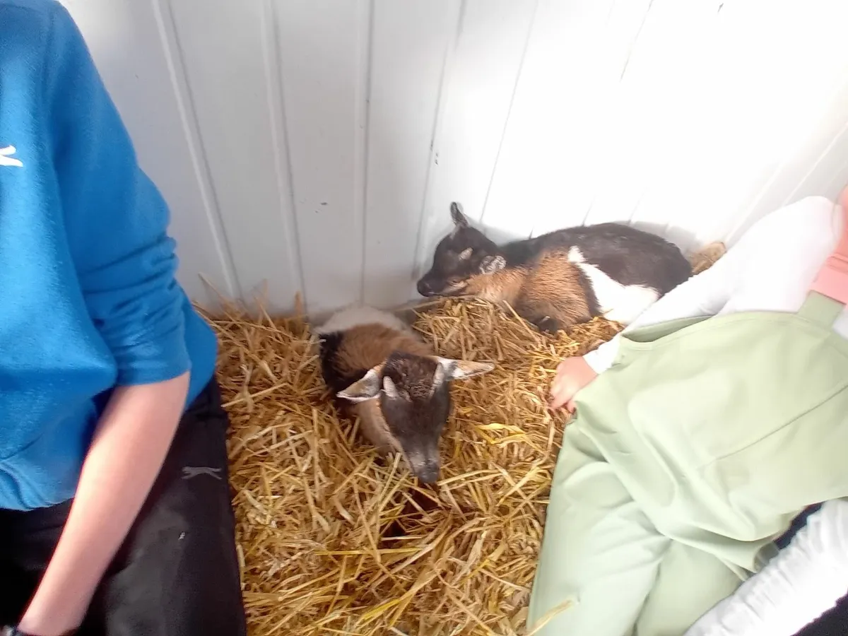 Pygmy goat kid - Image 3