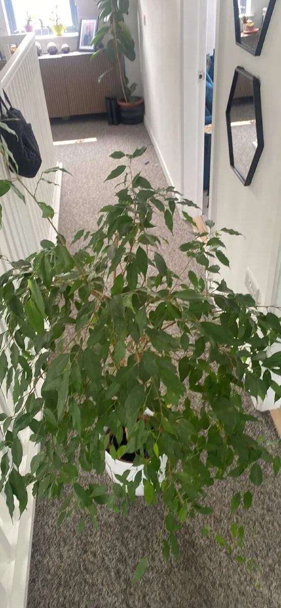 Big plant - Image 1