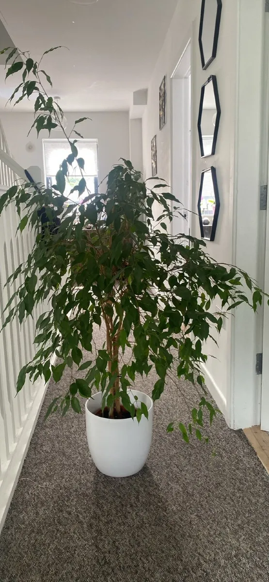 Big plant - Image 2