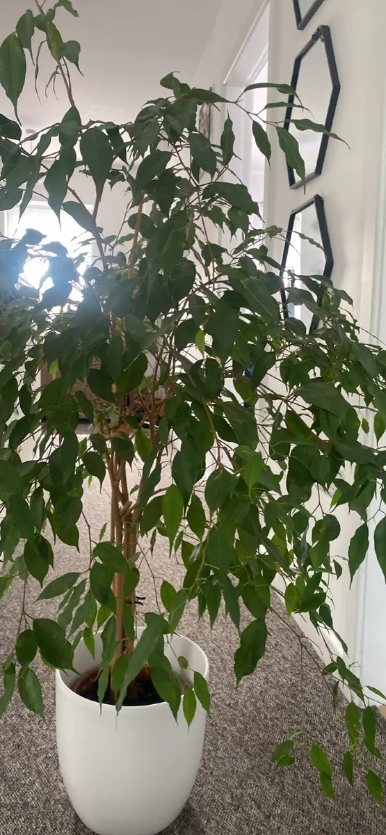 Big plant - Image 3