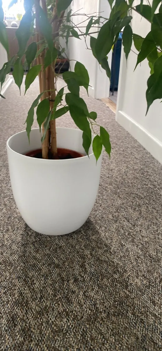 Big plant - Image 4