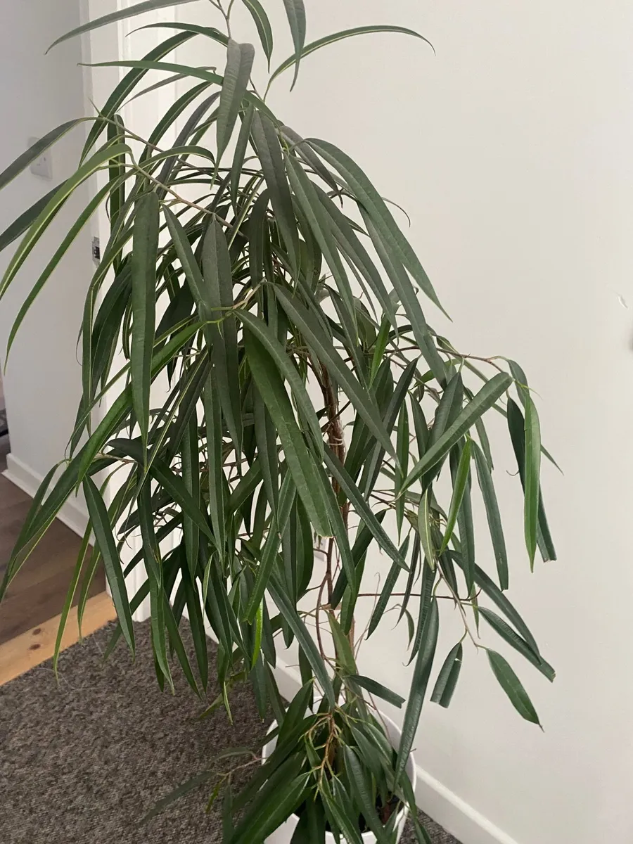 Big plant - Image 1