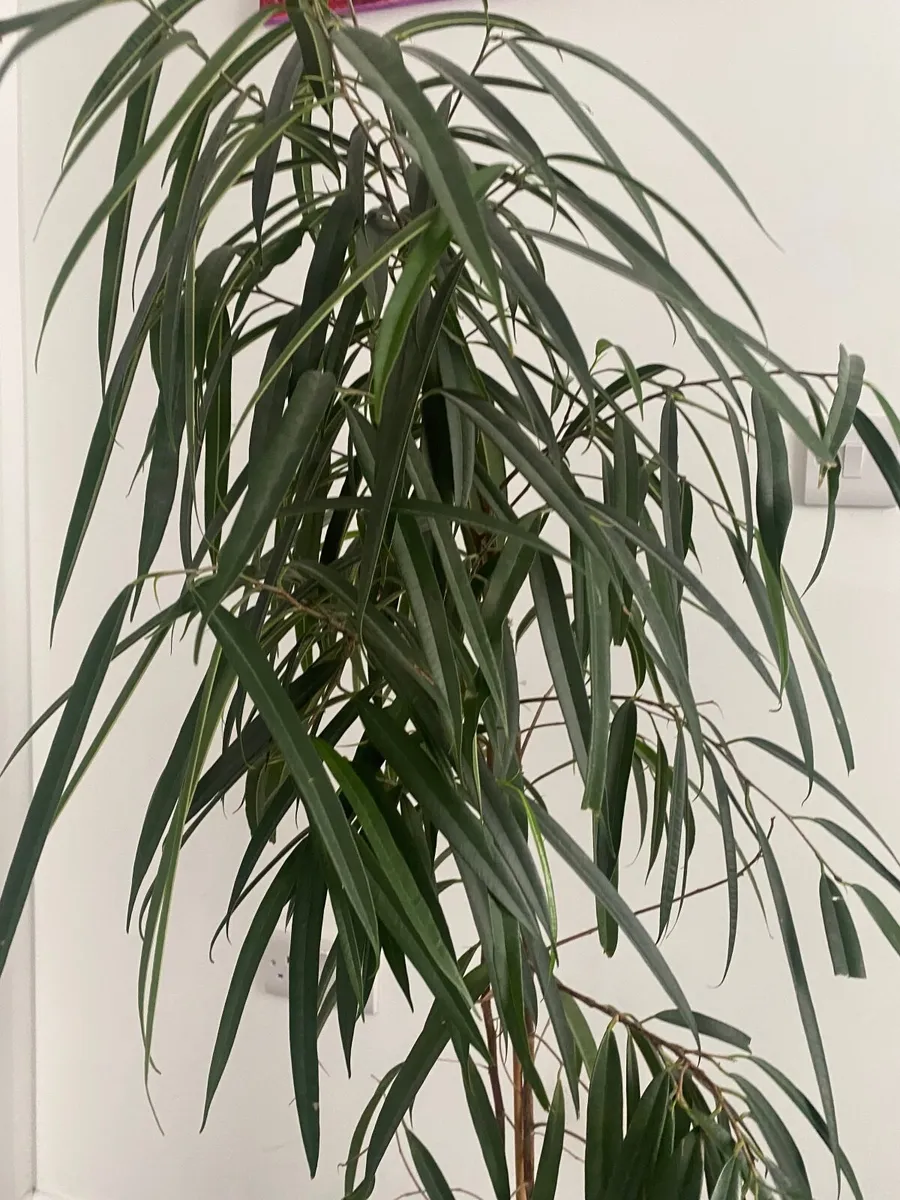 Big plant - Image 2