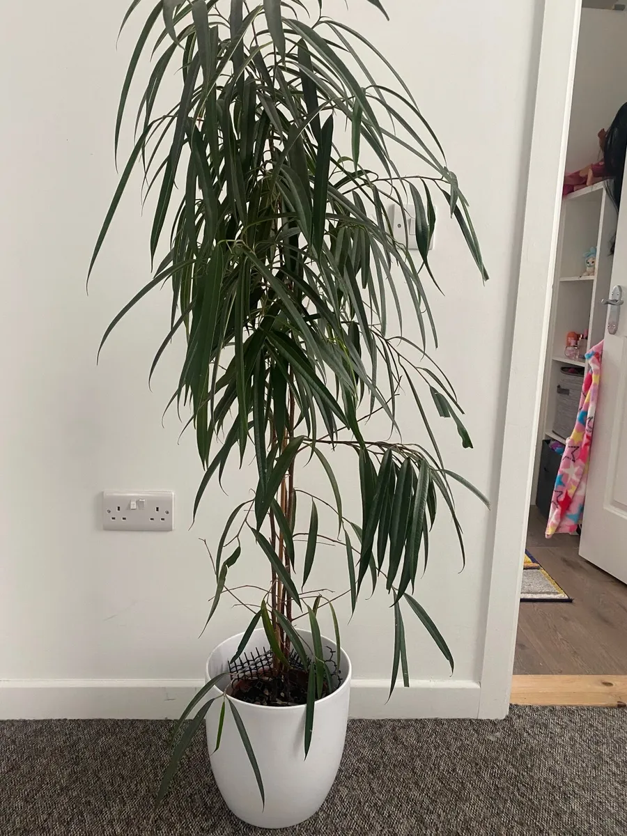 Big plant - Image 3