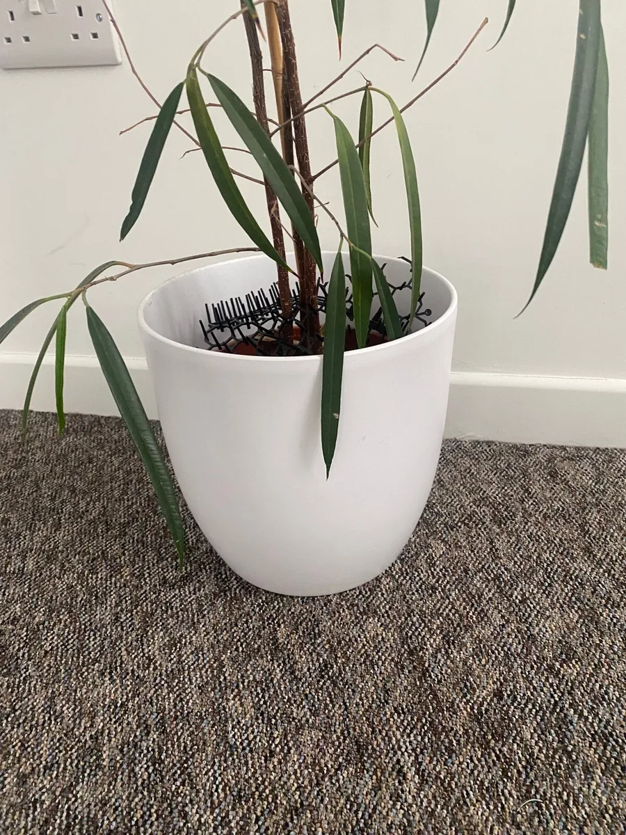 Big plant - Image 4
