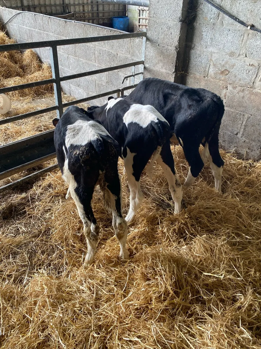 Smashing friesian bull runners - Image 1