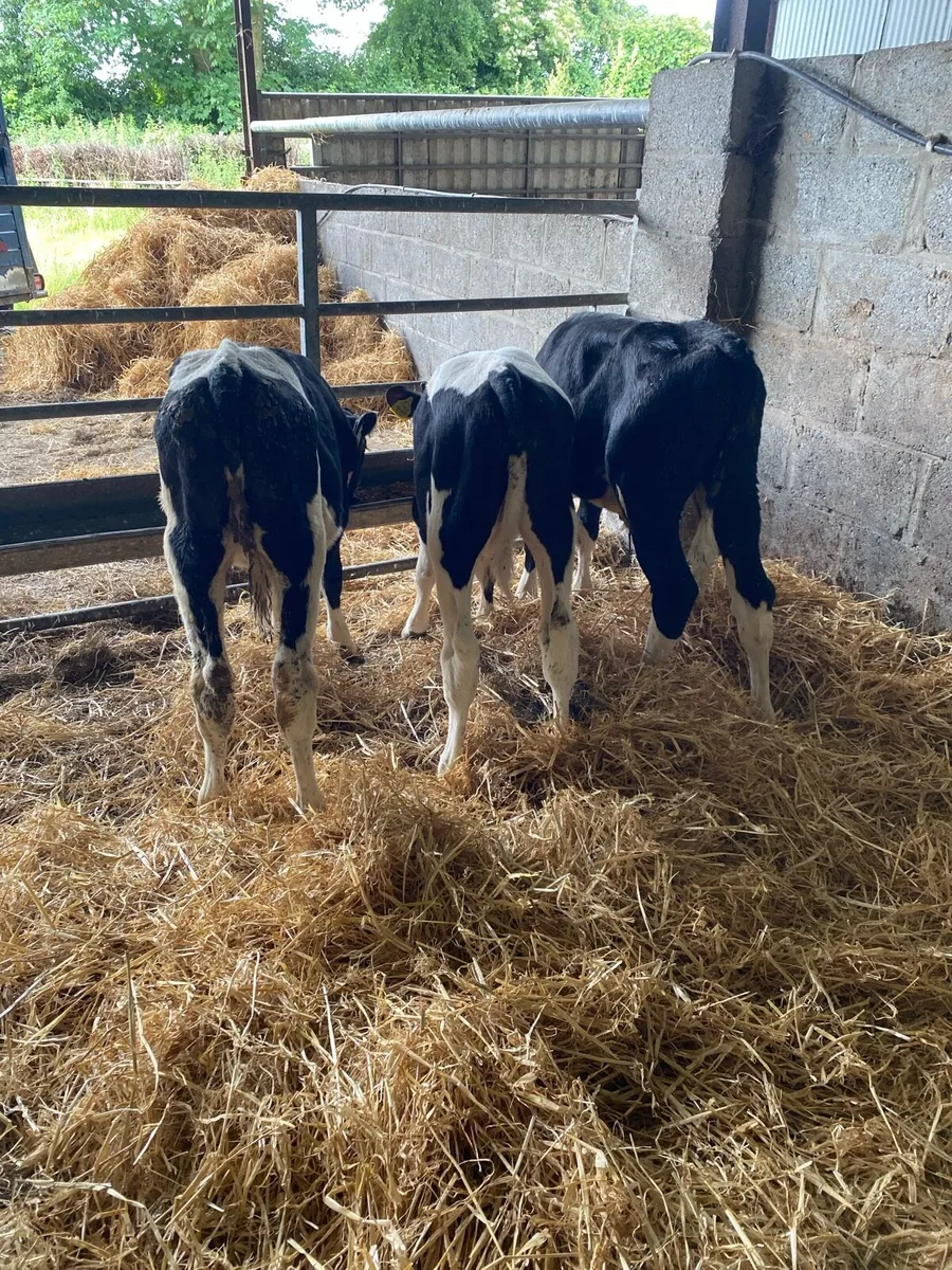 Smashing friesian bull runners - Image 2