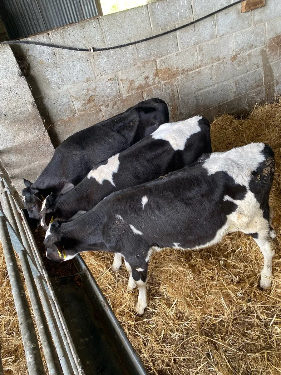 Smashing friesian bull runners - Image 3