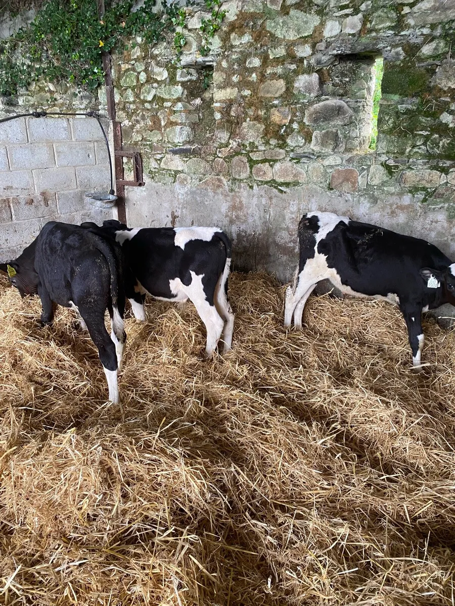 Smashing friesian bull runners - Image 4