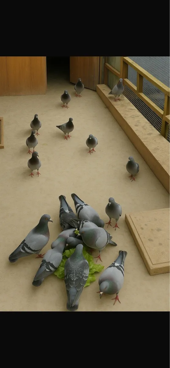 Van Loon Pigeons - Image 4