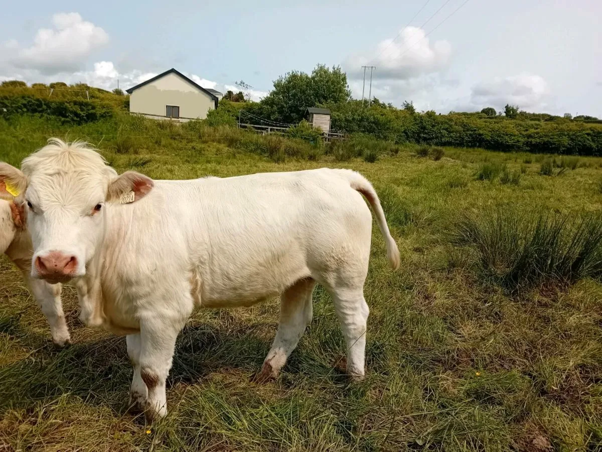 Ai pbr char  heifers - Image 1