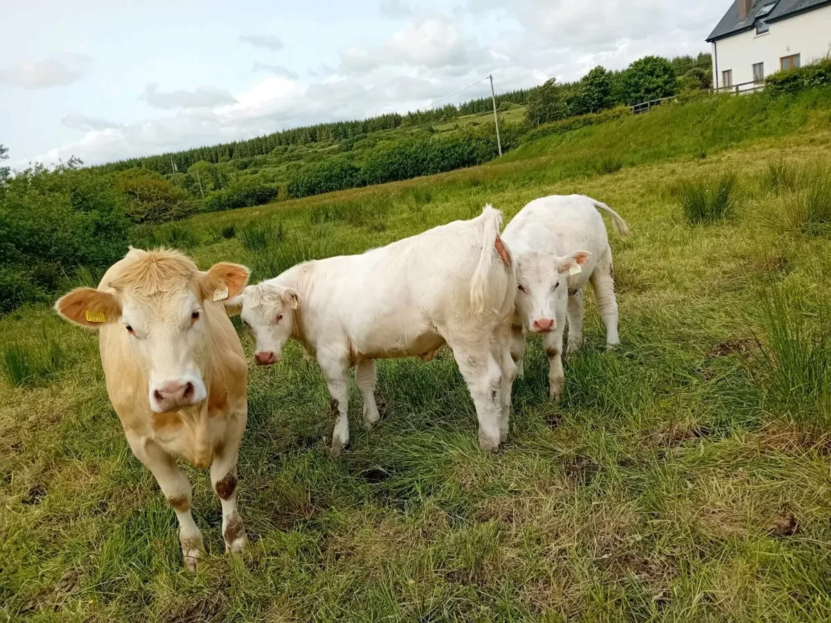 Ai pbr char  heifers - Image 2