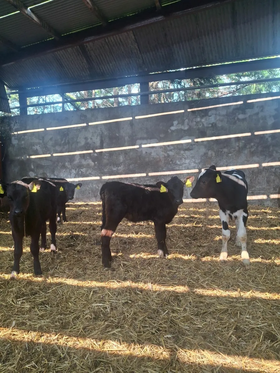 Calves - Image 1