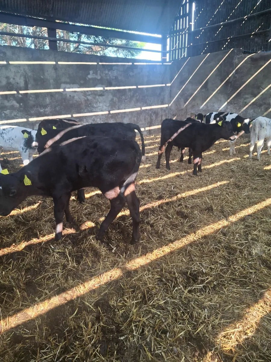 Calves - Image 3