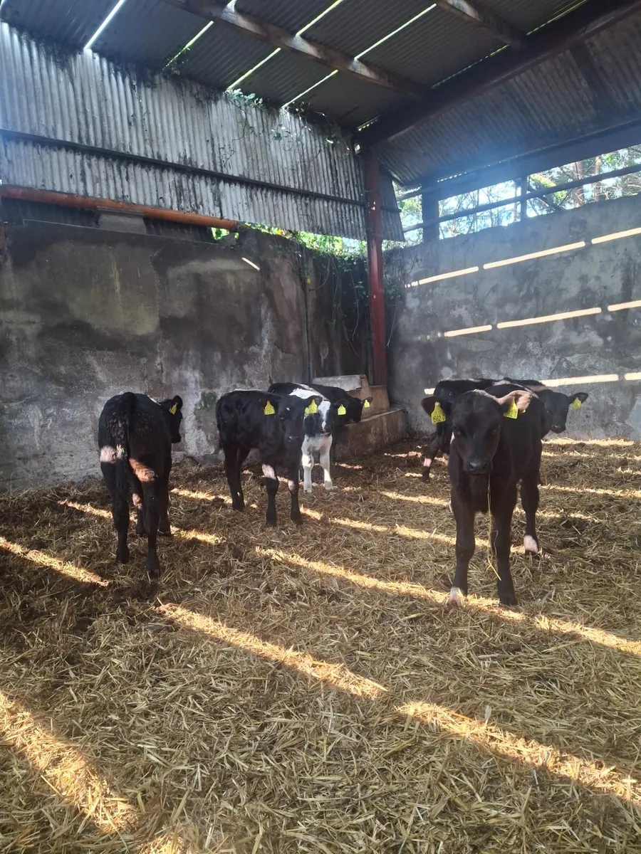 Calves - Image 4