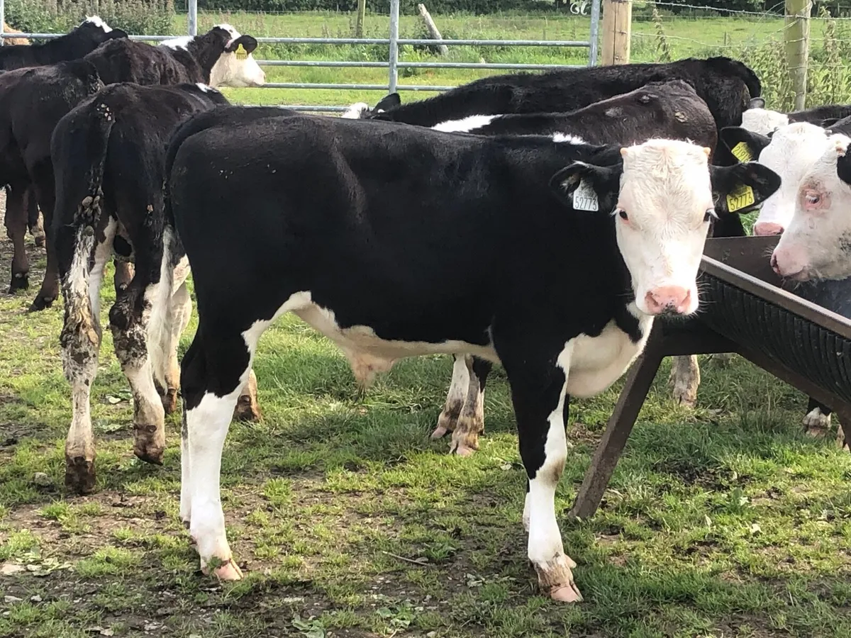 24 super Hereford and Angus runner bulls - Image 3