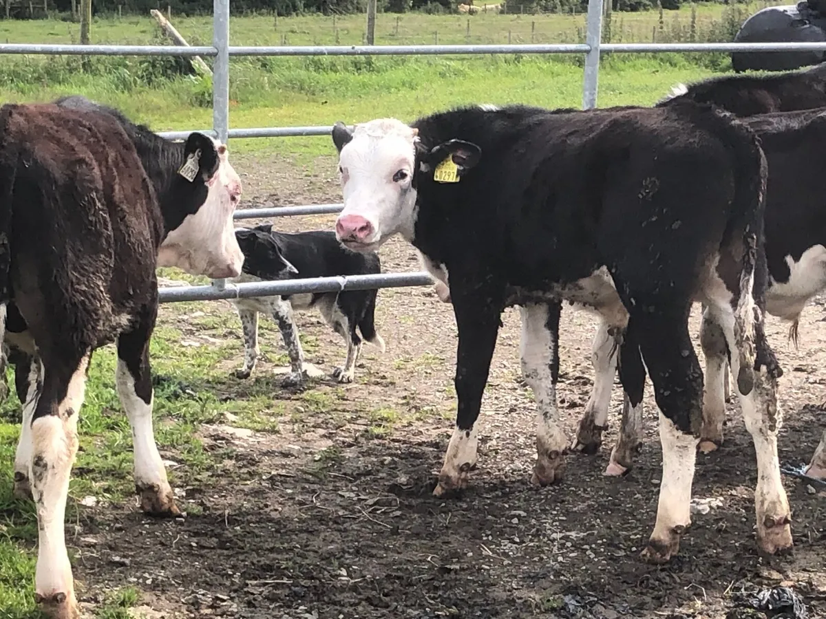 24 super Hereford and Angus runner bulls - Image 4