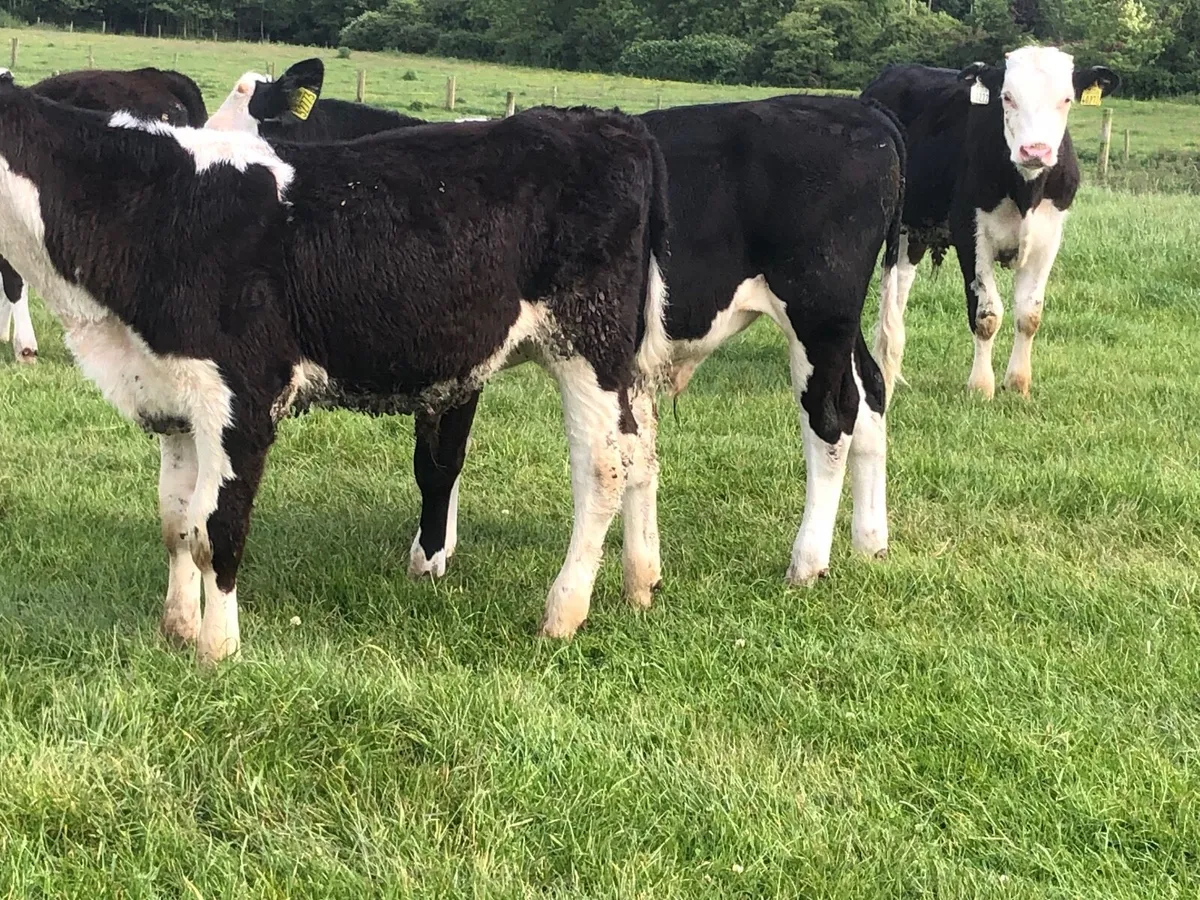 24 super Hereford and Angus runner bulls - Image 1