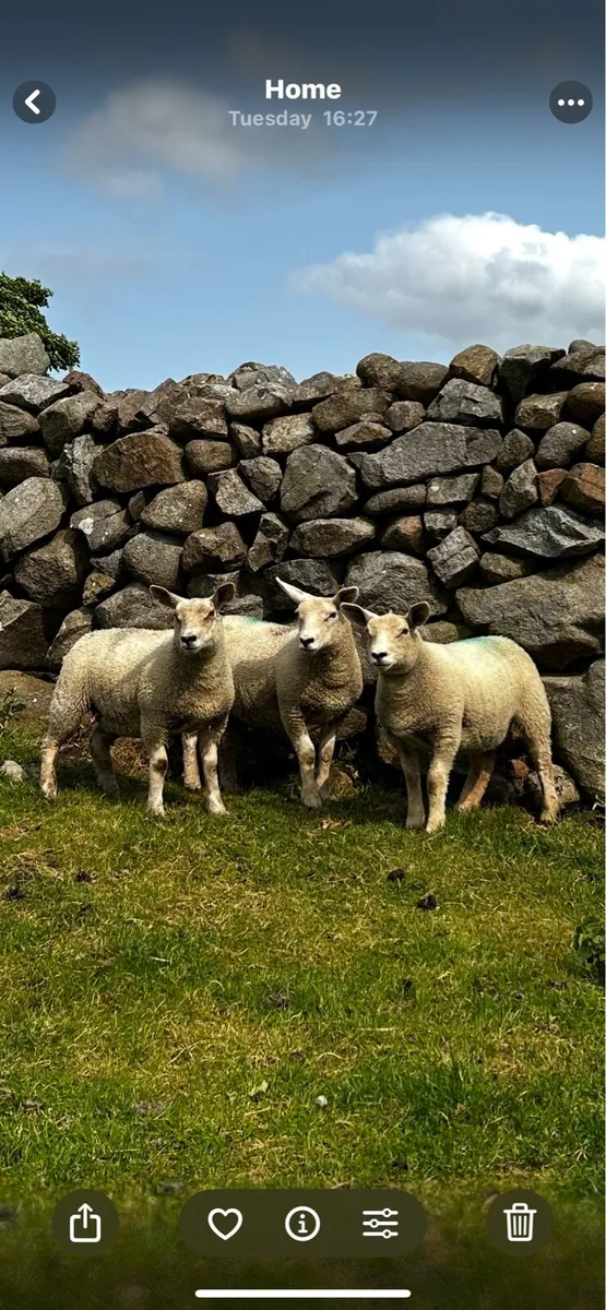 5 Chartex Ewe lambs - Image 1
