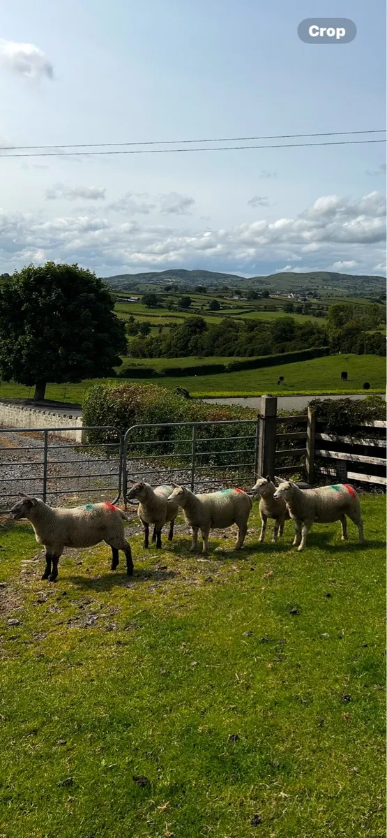 5 Chartex Ewe lambs - Image 2