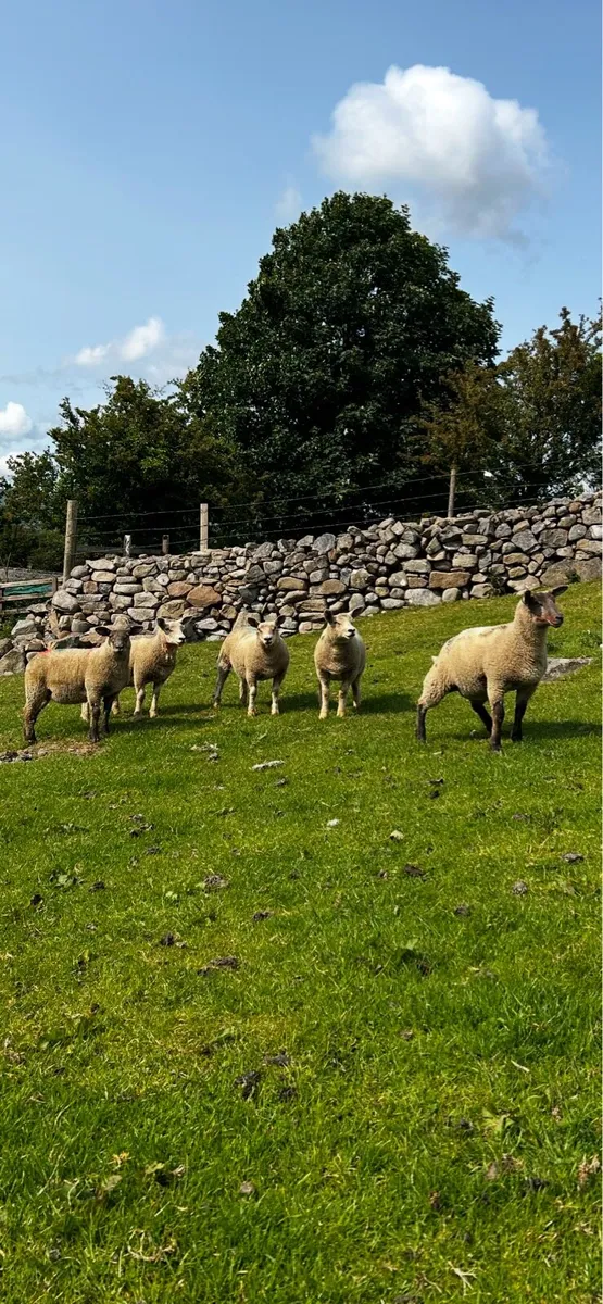 5 Chartex Ewe lambs - Image 4