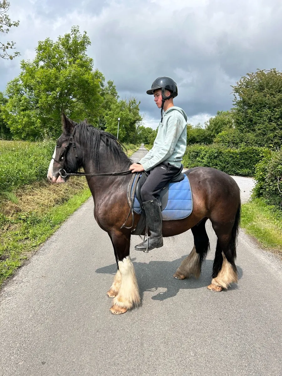Riding cob - Image 1