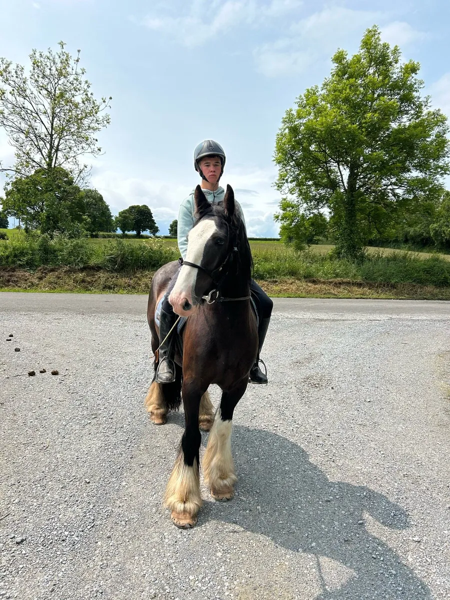 Riding cob - Image 2