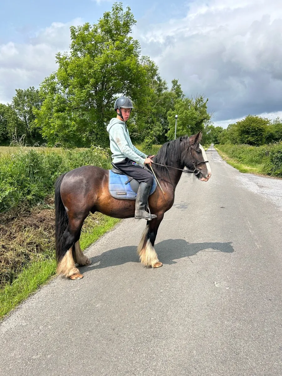 Riding cob - Image 3