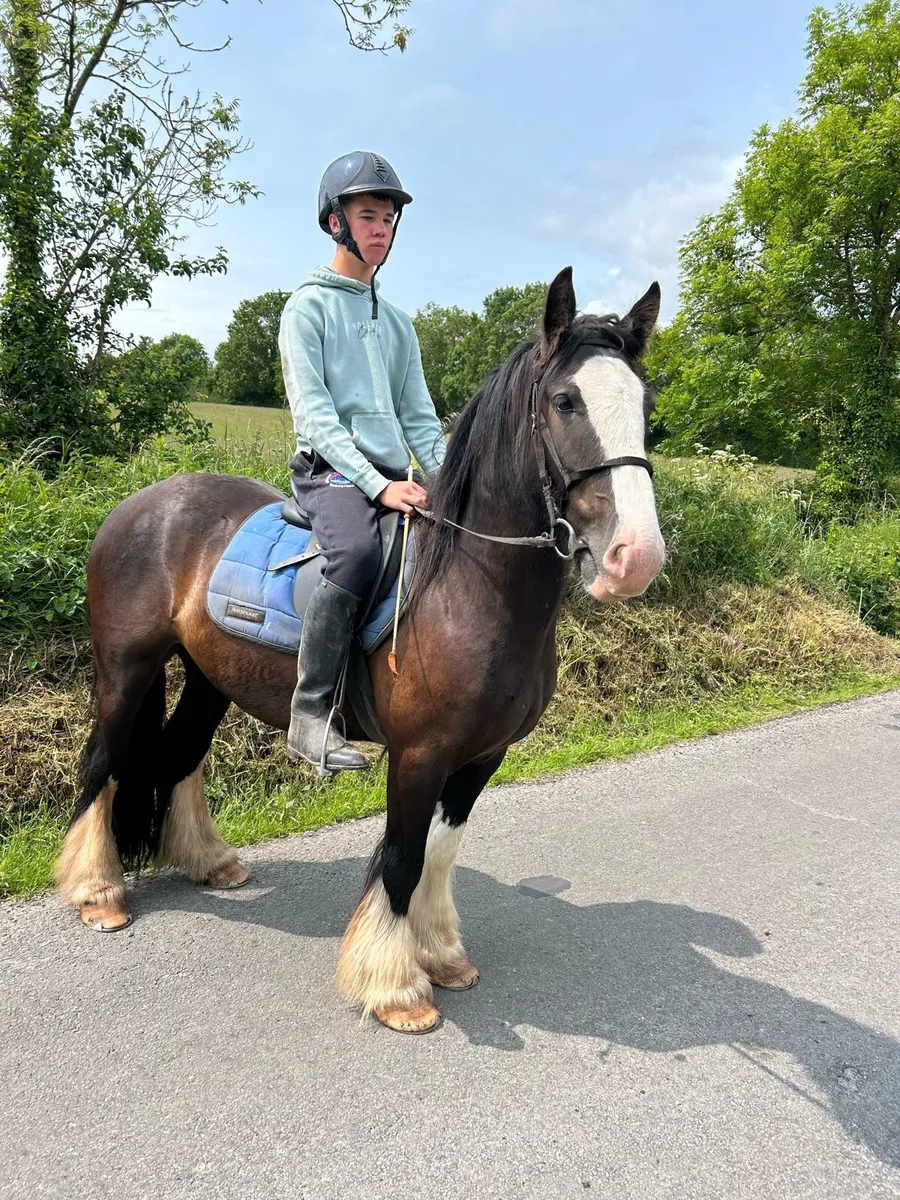 Riding cob - Image 4