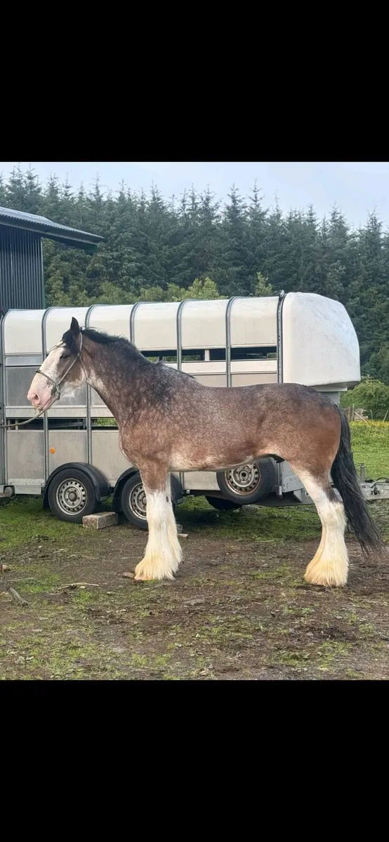 Clydesdale - Image 1