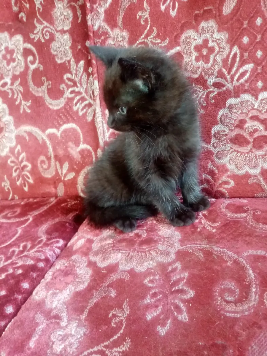 Ragdoll xTabby kitten - Image 2