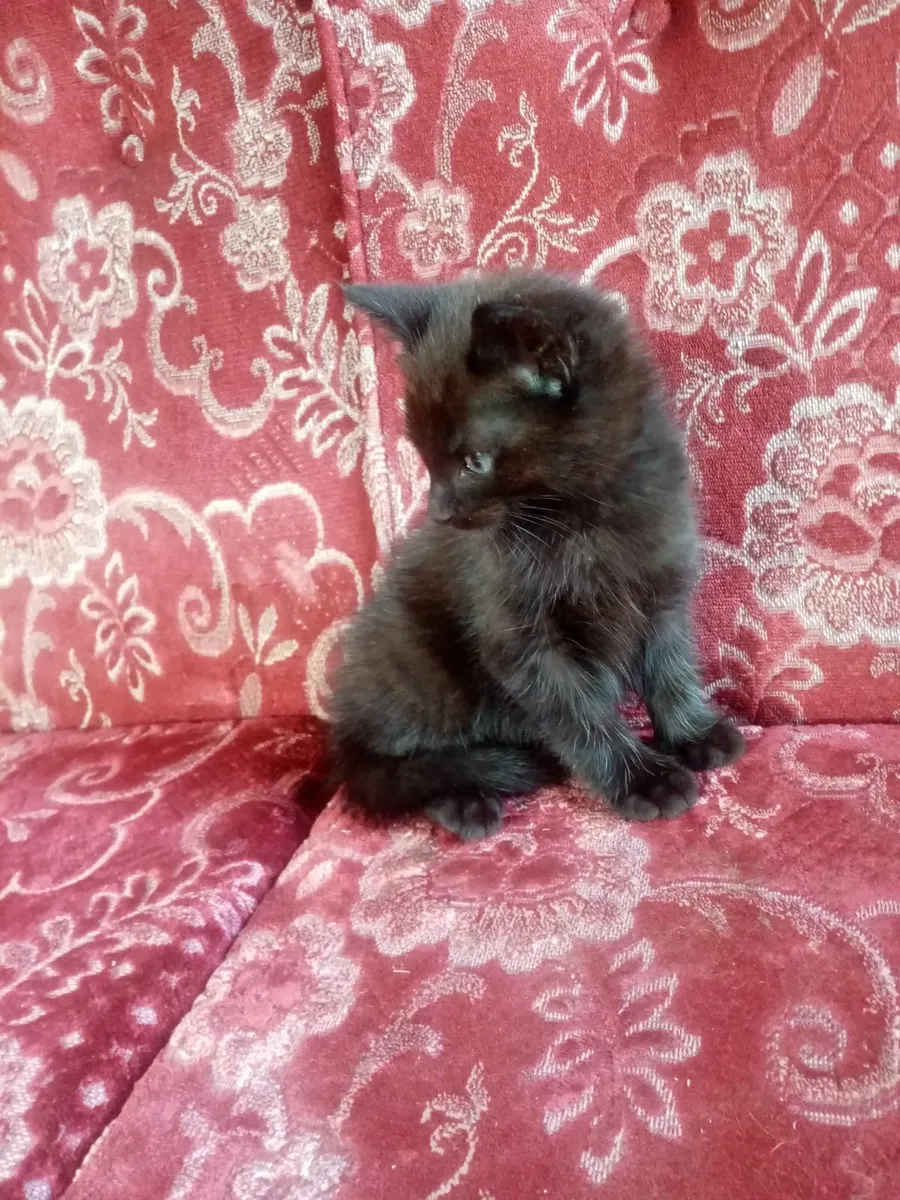 Ragdoll xTabby kitten - Image 3