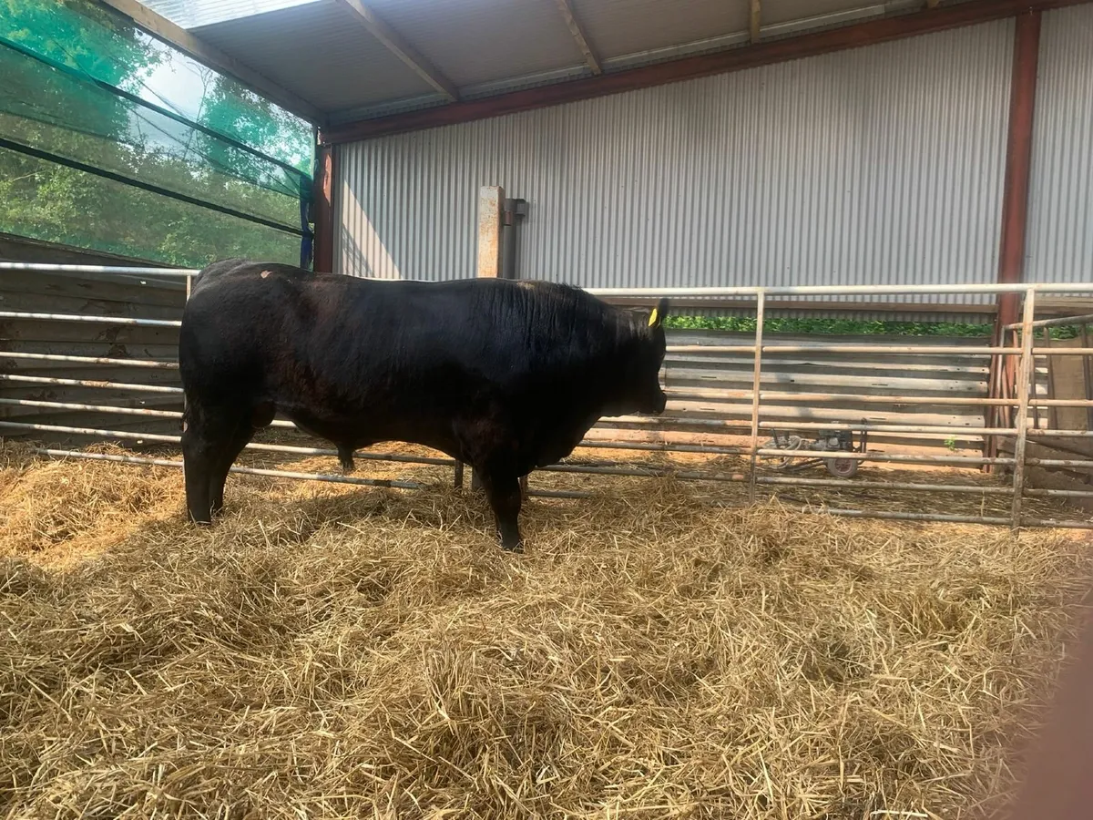 Aberdeen Angus Bulls - Image 2