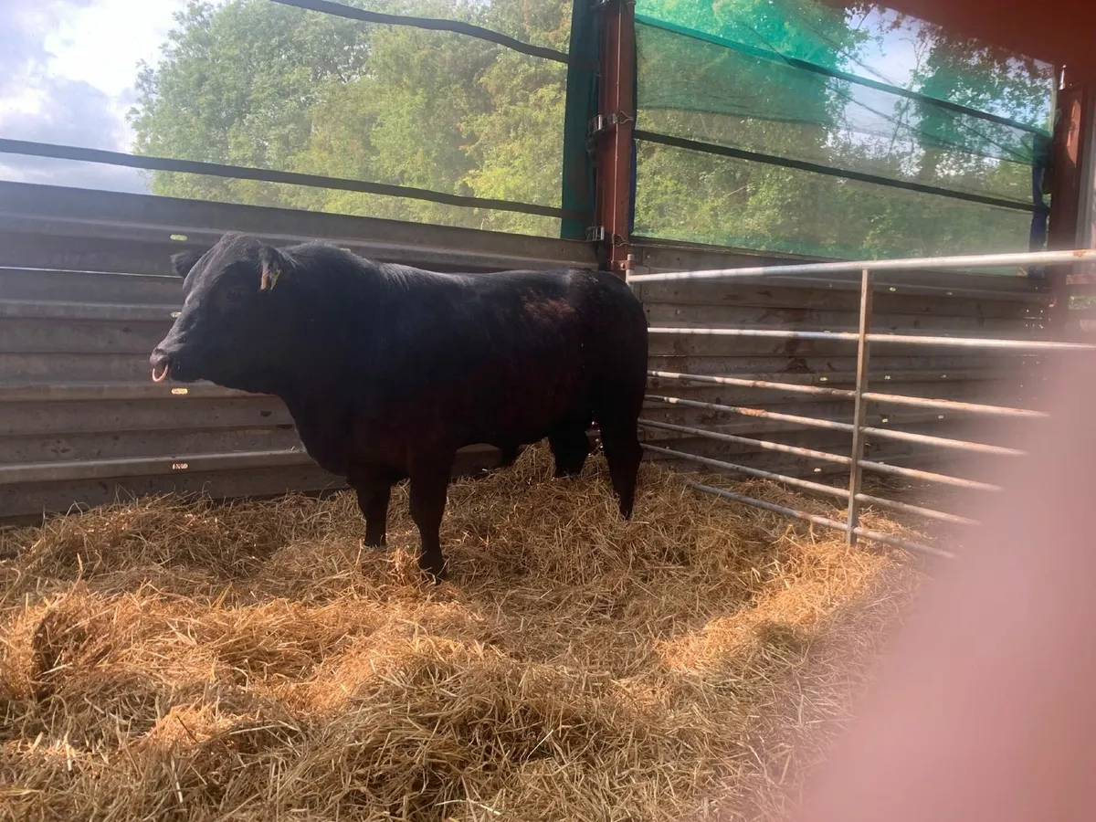 Aberdeen Angus Bulls - Image 3