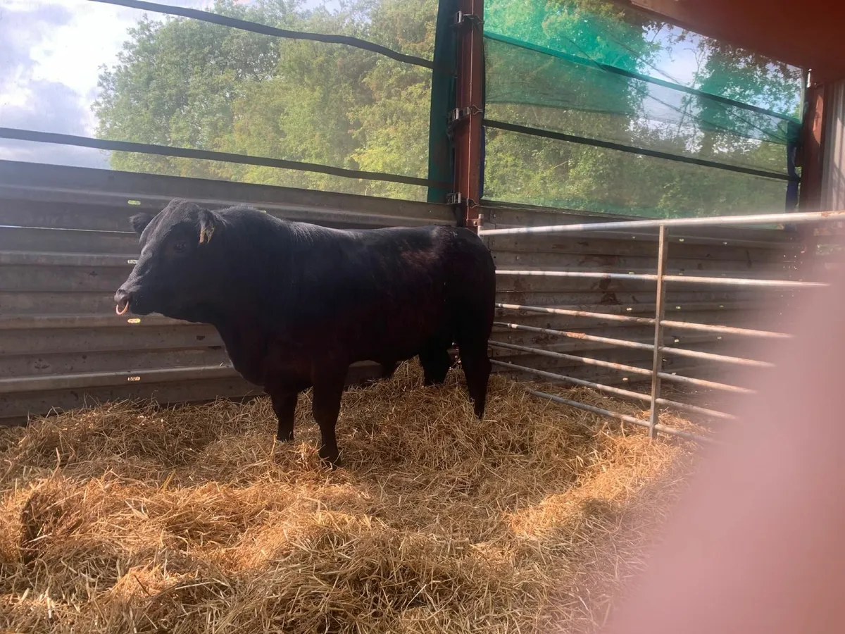 Aberdeen Angus Bulls - Image 4