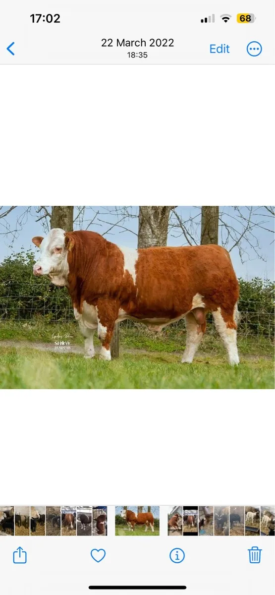Simmental bulls - Image 1