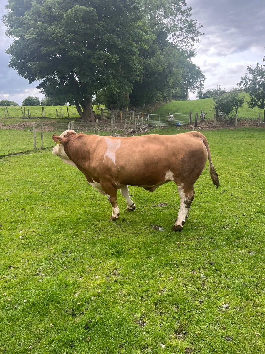 Simmental bulls - Image 2