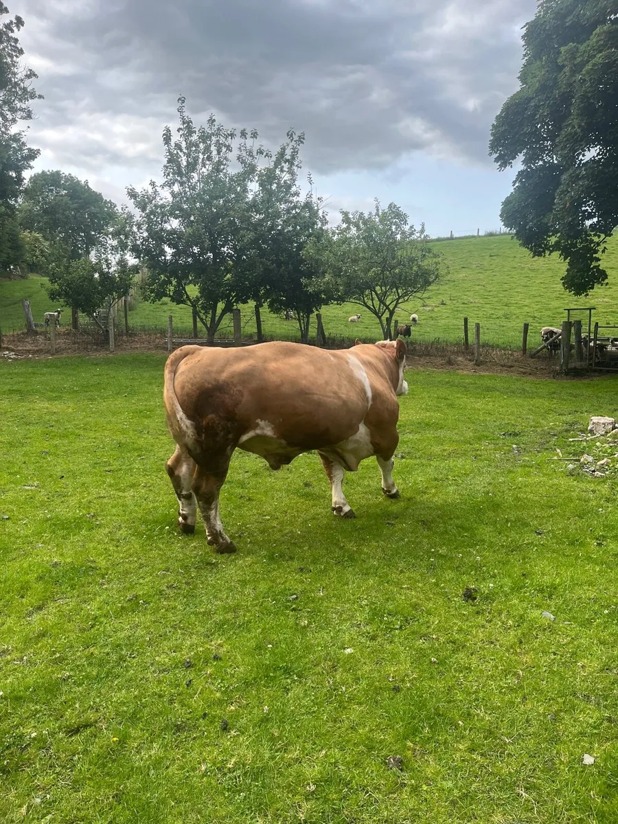 Simmental bulls - Image 3