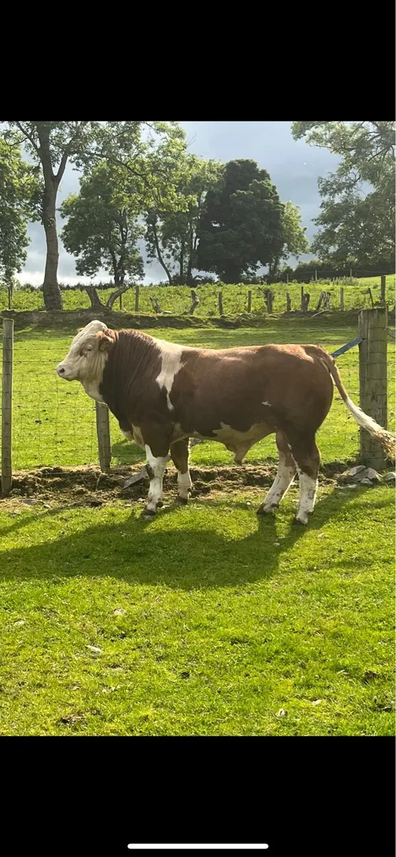 Simmental bulls - Image 4