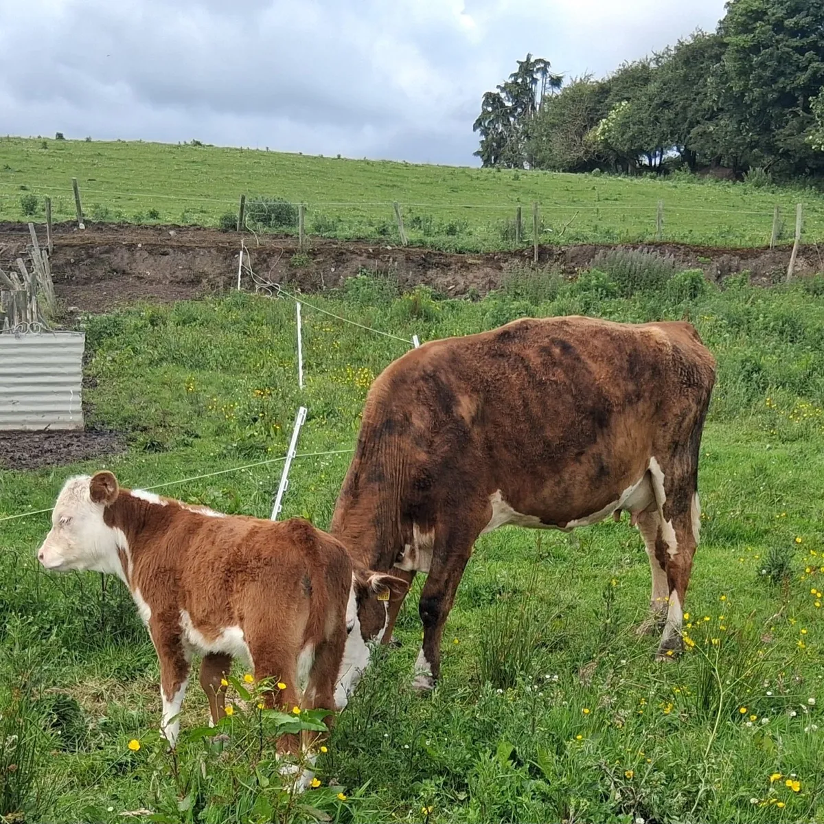 Red Hereford Outfit - Image 2