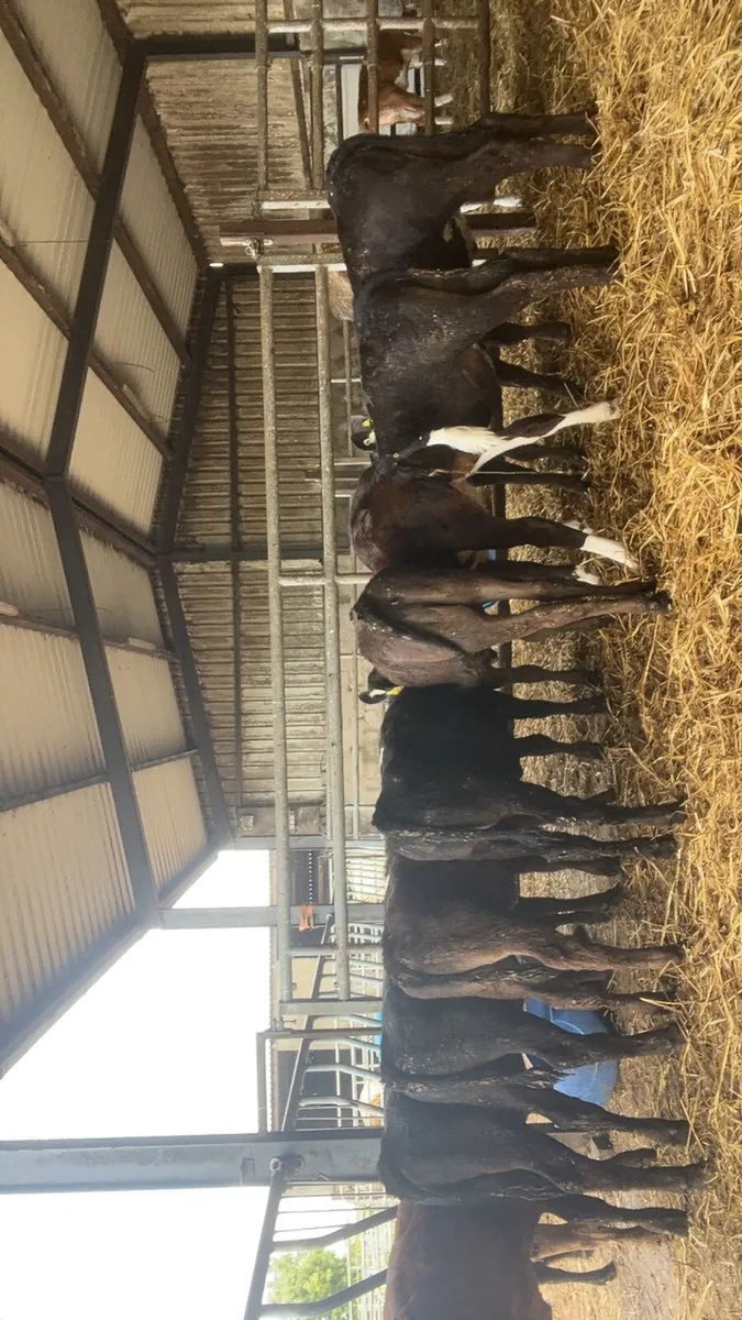 8 super reared heifer calves - Image 1