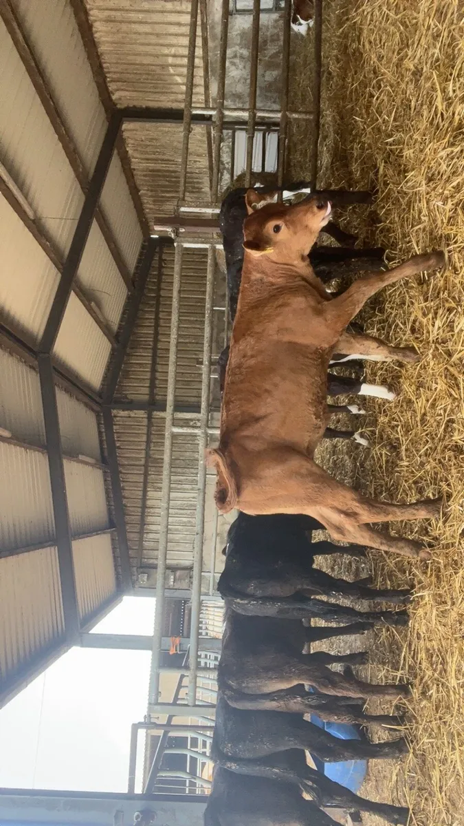 8 super reared heifer calves - Image 2