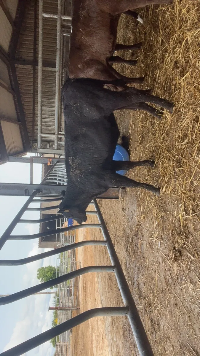 8 super reared heifer calves - Image 3