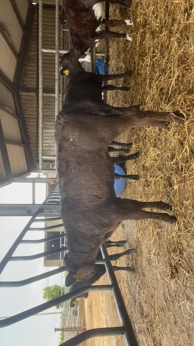 8 super reared heifer calves - Image 4