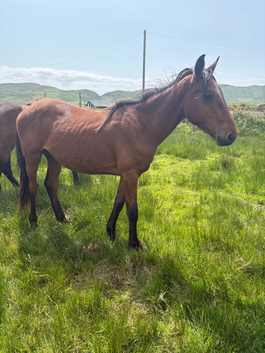 2yr old conticco gelding - Image 2