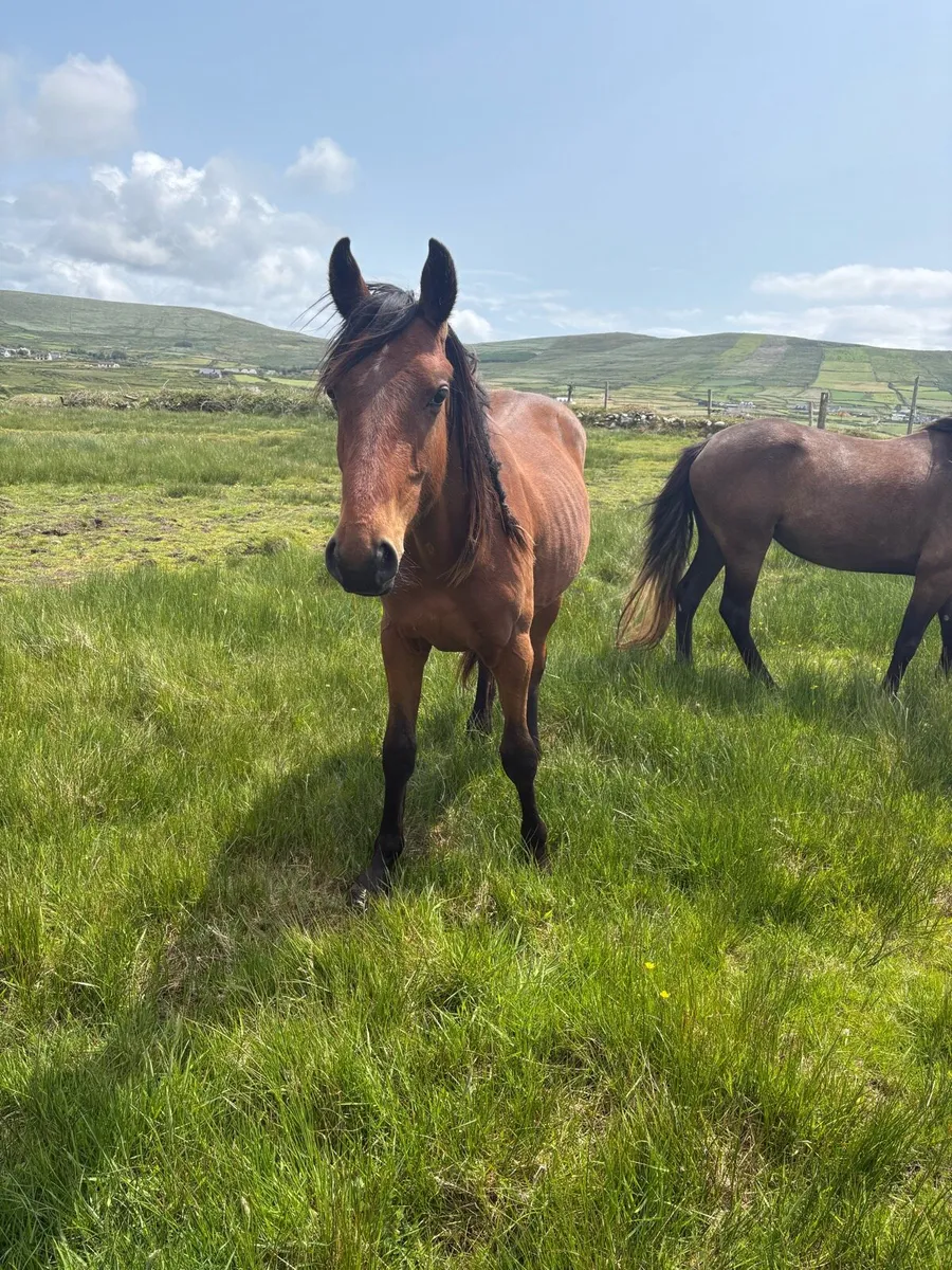 2yr old conticco gelding - Image 3