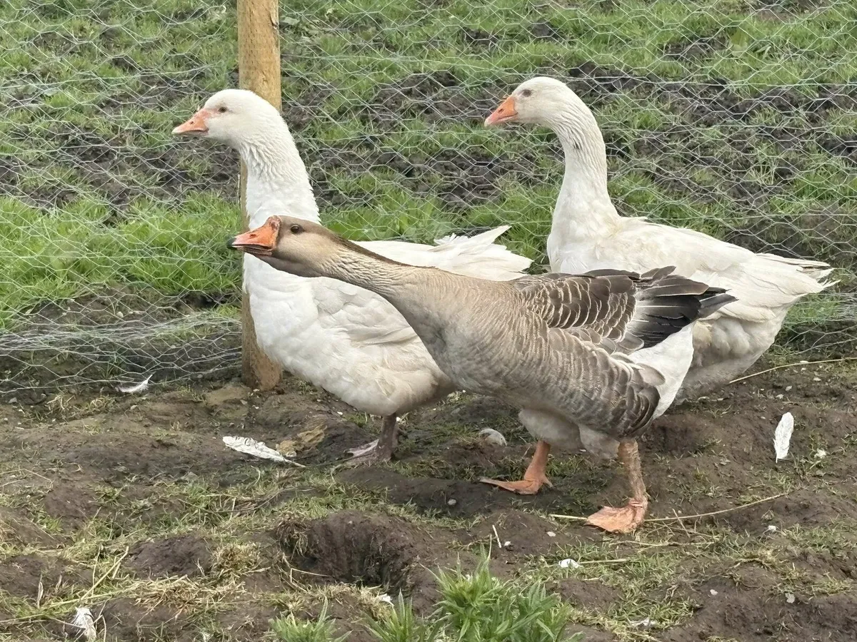 Geese & Pekins & Ducklings - Image 1