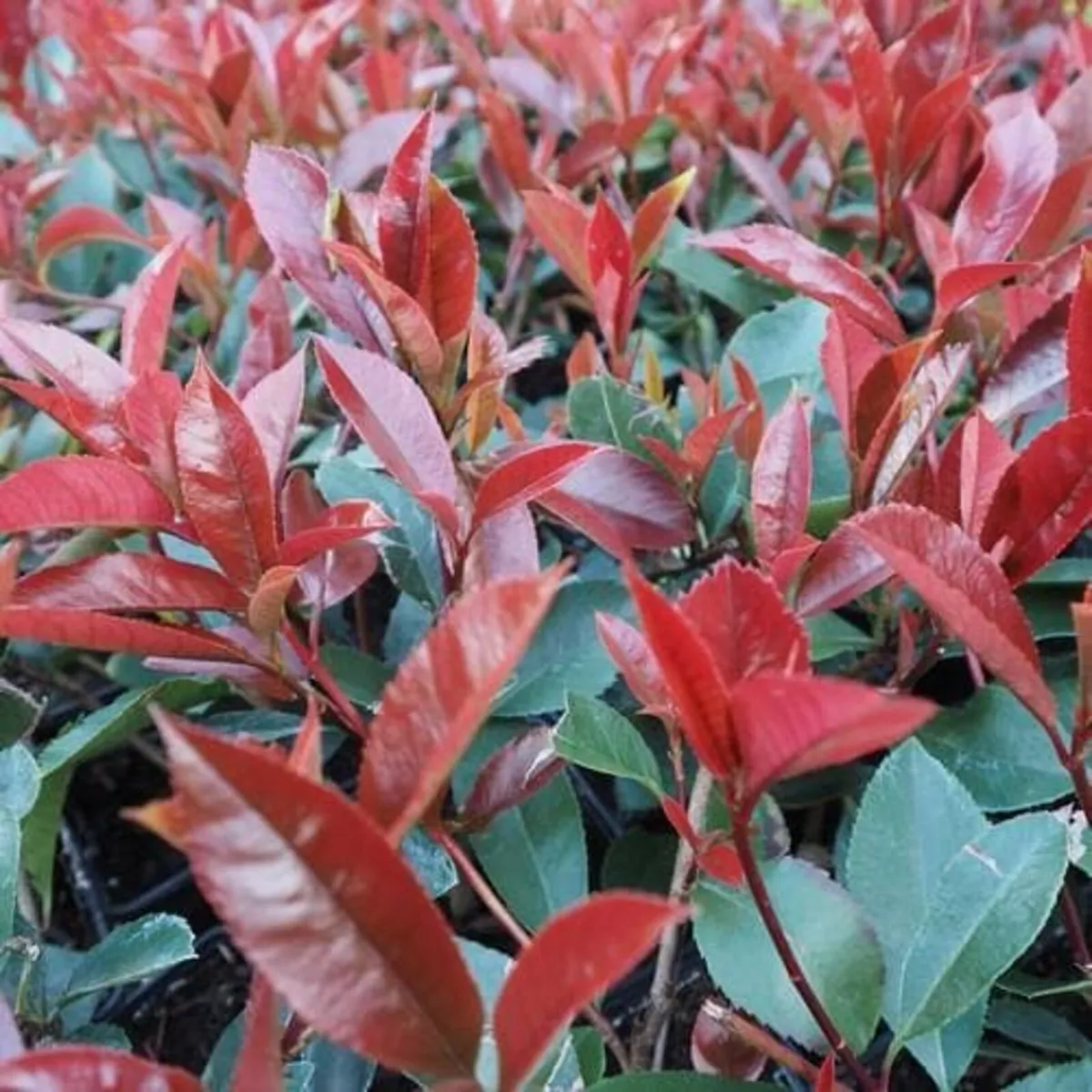 Redrobin Hedging - Image 1