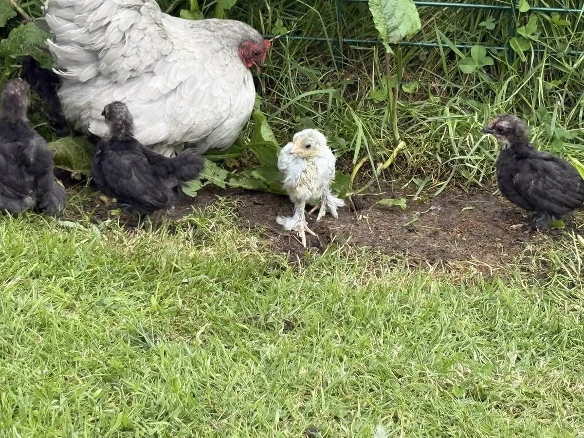 Geese & Pekins & Ducklings - Image 4