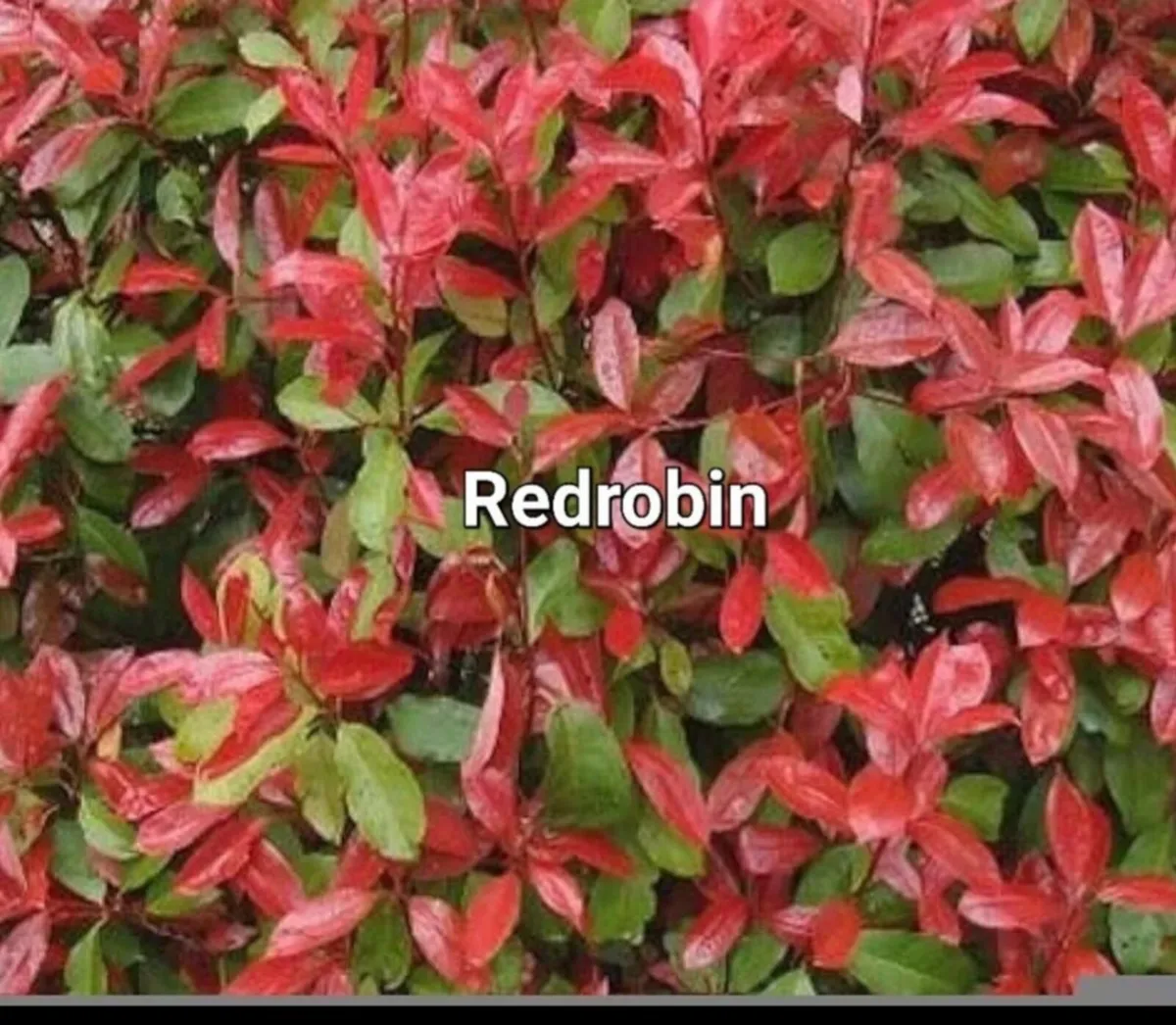 Redrobin Hedging - Image 3
